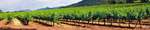 Spanien, das größte Weinbauland der Welt Rebstöcke in Spanien