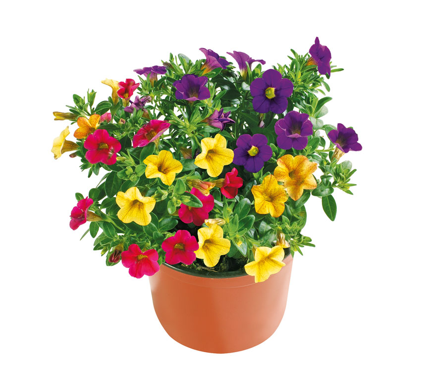 100 stk Tricolor Petunien Samen Petunia Blumen fuer Balkon Garten Ampel~